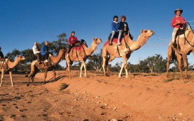 Australia-Fauna 009 (Camels-Alice Springs)