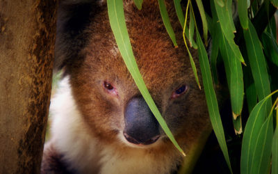 Australia-Fauna 013 (Koala)