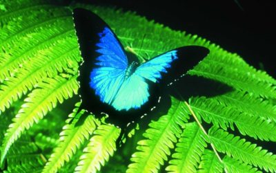 Australia-Fauna 015 (Ulysses Butterfly)