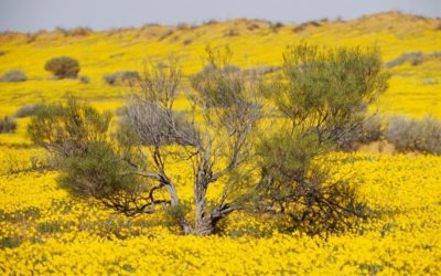 Australia-Flora 004 (Yellow Wildflowers)