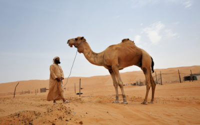 A beduin poses and proudly presents one of his camels in the Wahiba sands desert in Oman.