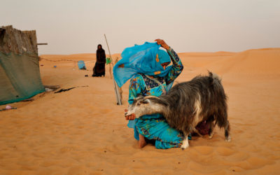 A beduin woman in the Wahiba Sands Desert in  Oman holds a sheep to milk it outside their nomad shack.  40 years ago, most of the Omani population lived like these beduins as nomadic camel, sheep and goat breeders.
