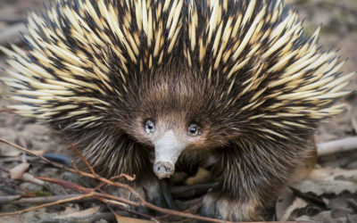 Australia-Fauna 002 (Echidna)