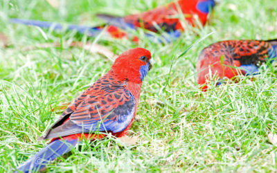 Australia-Fauna 005 (Crimson Rosella)