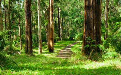 Australia-Vista 011 (Dandenong Ranges)